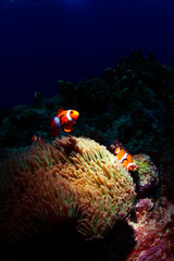 カクレクマノミとイソギンチャク