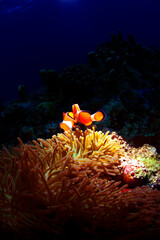 カクレクマノミとイソギンチャク