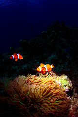 カクレクマノミとイソギンチャク