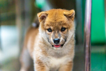 Veterinary concept. Veterinarian examining Puppy Shiba inu dog. check the body with a veterinarian.