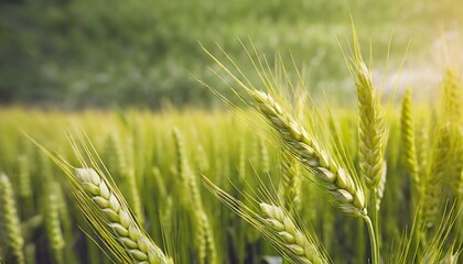 The Breadbasket's Beauty: Wheat Fields Poster Art