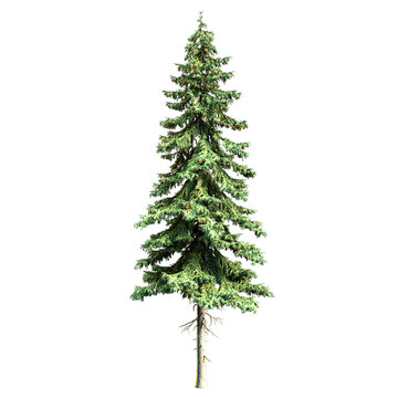 Green pine tree for Christmas and New Year celebrations. 3D rendering results of high quality images.