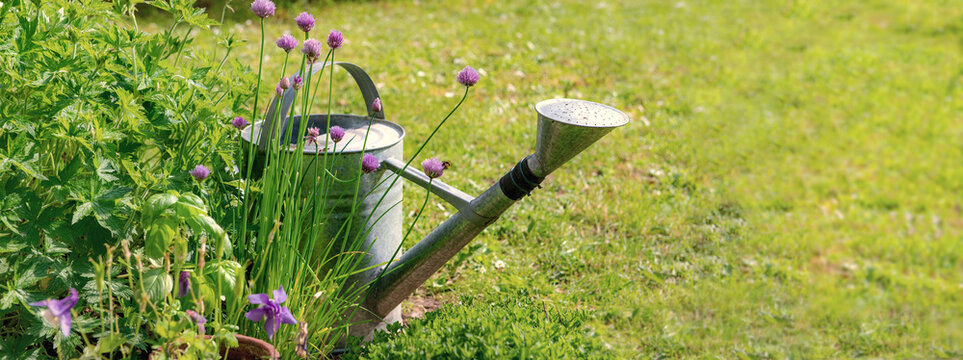 steel old watering can back flowers of shive in a grass of a garden
