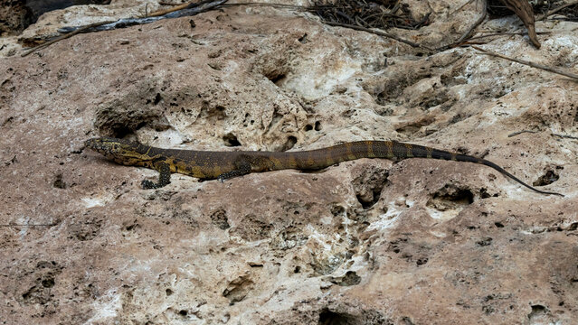 Ein Nilwaran auf einem Felsen ruhend