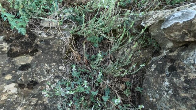 Allure of fresh wild thyme (Thymus Citriodorus) thriving in Tazakka National Park, Morocco. This versatile evergreen herb, abundant in gardens and forests, serves both culinary and medicinal wonders.