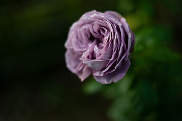 Light purple rose flower with leaves in a garden with bokeh background.