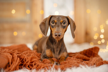 Christmas time with a dachshund with golden lights 