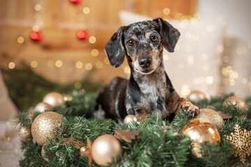 A tiger dachshund is laying in a wreath with fir green and golden Christmas balls with a little...