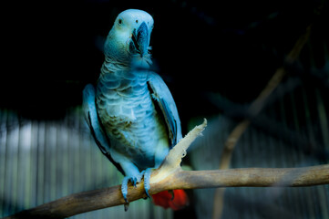 African gray parrot