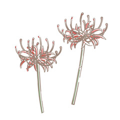 彼岸花のイラスト　ふんわり線画タッチ