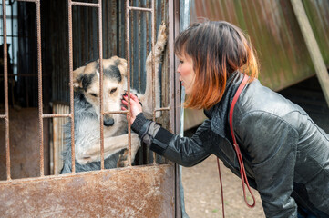 Dog at the shelter. Animal shelter volunteer takes care of dogs. Animal volunteer takes care of homeless animals.