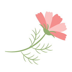 ピンク色の横向きのコスモスの花　フラットデザイン