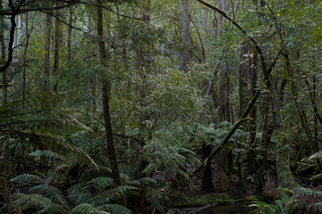 Untouched temperate rainforest