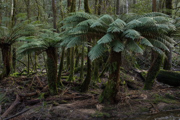 Fern trees in temperate rainforest