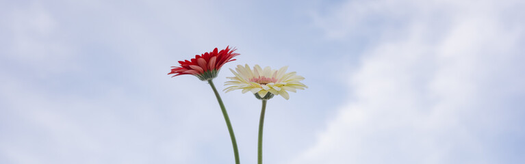web banner nature and landscape concept with gerbera flower and cloudy sky background