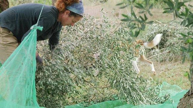 Beautiful mature woman doing manual olive harvesting. Using work gloves and harvest comb. A dog