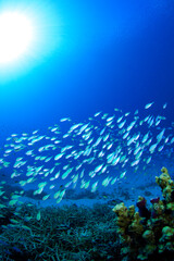 デバスズメダイ