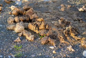 Manure dung heap Horse droppings in a field