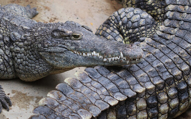Nilkrokodil - Nile crocodile