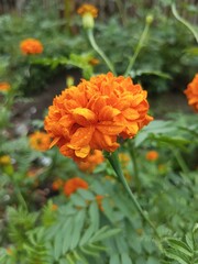 Marygold flower on the wild garden
