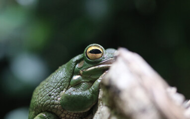 Neuguinea-Riesenlaubfrosch - White-lipped tree frog