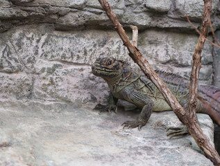 Philippinische Segelechse - Philippine sailfin lizard