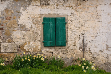 Green wooden shutters on an abandoned building outside the village of Ovaro in Carnia, Udine Province, Friuli-Venezia Giulia, north east Italy. It is spring and daffodils are growing in front of it