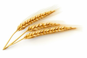 An ear of wheat isolated on white background