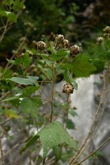 Cotton rosemallow ( Hibiscus mutabilis ) fruits ( Capsules ). Malvaceae deciduous shrub. After flowering, the capsules ripen and split into five parts, and the seeds are dispersed by the wind.