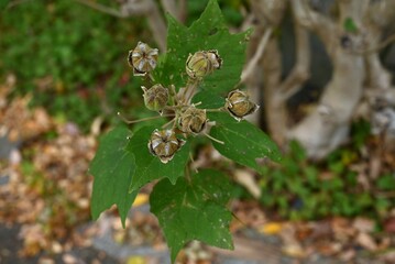 Cotton rosemallow ( Hibiscus mutabilis ) fruits ( Capsules ). Malvaceae deciduous shrub. After flowering, the capsules ripen and split into five parts, and the seeds are dispersed by the wind.