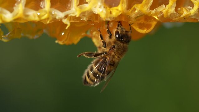 Working bee on honeycomb, close up. Colony of bees in apiary. Beekeeping in countryside. Macro shot with in a hive in a honeycomb, wax cells with honey and pollen. Honey in combs