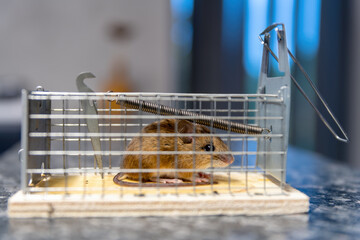 A mouse trapped in a mousetrap, close-up