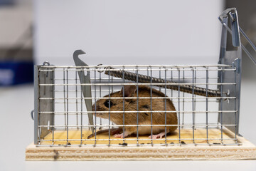 Little mouse sits trapped in a wire trap against blurred background