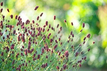 夕日を浴びて咲くワレモコウ2