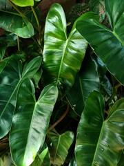 Philodendron erubescens, the blushing philodendron or red-leaf philodendron, is a species of...