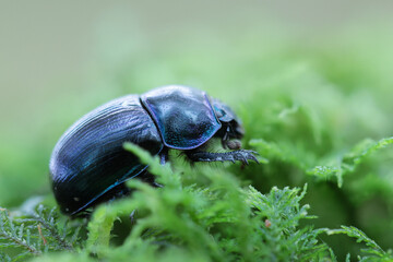Earth-boring blue Geotrupidae Anoplotrupes stercorosus in close view