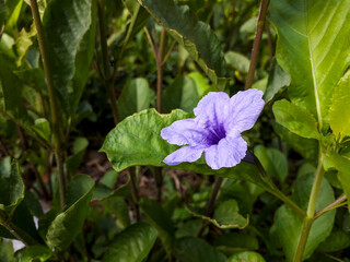 Ruellia tuberosa is a wild plant with beautiful purple flowers, whose leaves can be used as a natural textile dye