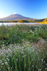 河口湖の大石公園のお花畑から見た富士山