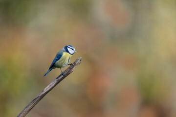 Blue Tit Cyanistes caeruleus perched on a dead branch