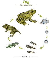 Frog life cycle template