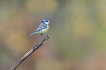 Blue Tit Cyanistes caeruleus perched on a dead branch