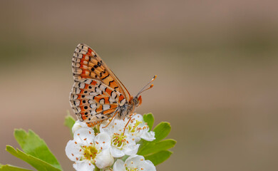 Beautiful Nazuğum butterfly on the plant - Euphydryas orientalis