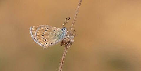 tiny brown butterfly on wings, Glaucopsyche astraea
