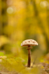 Parasol mushroom Macrolepiota procera in a forest in fall