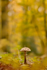 Parasol mushroom Macrolepiota procera in a forest in fall