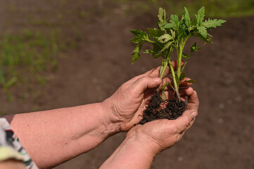 Naklejka na ściany i meble Planting tomato seedlings in the garden.