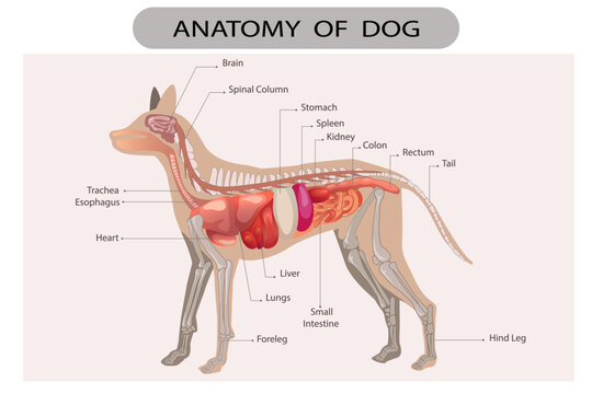 Anatomy of dog with inside organ structure examination . Healthy veterinary model description with animal inner parts location description. Educational labeled handout for zoology.