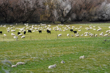 Sheep & cows in winter conditions in the South Island of New Zealand