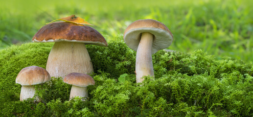 mushrooms - Boletus edulis - obrazy, fototapety, plakaty