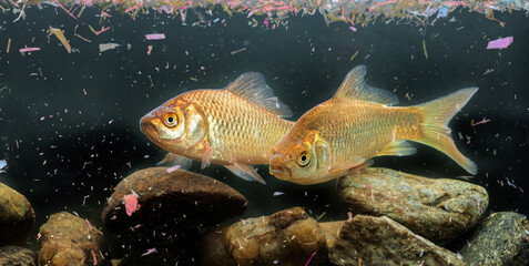fish in water contaminated with micro plastic - global change - pollution